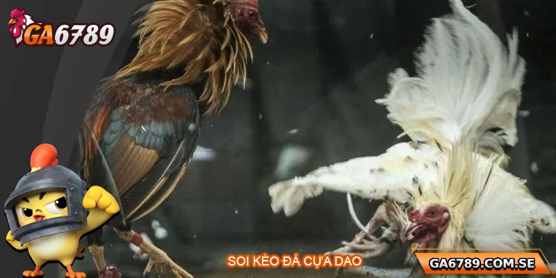 Bí Quyết Soi Kèo Đá Gà Cựa Dao Chuẩn Xác Tại Ga6789 1 Bí Quyết Soi Kèo Đá Gà Cựa Dao Chuẩn Xác Tại Ga6789