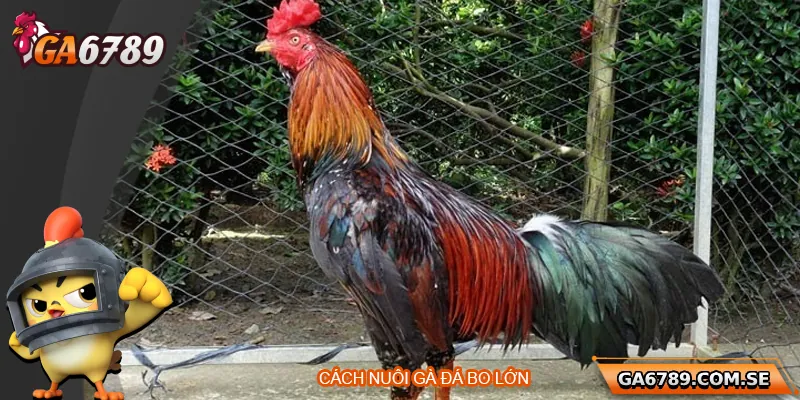 Cách Nuôi Gà Đá Bo Lớn Chuẩn Sư Kê Giúp Chiến Kê Bền Lực 6 Cách Nuôi Gà Đá Bo Lớn Chuẩn Sư Kê Giúp Chiến Kê Bền Lực
