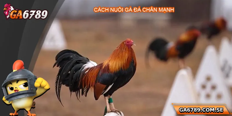 Cách Nuôi Gà Đá Chân Mạnh Chuẩn Để Chiến Thắng Mọi Trận Đấu 5 Cách Nuôi Gà Đá Chân Mạnh Chuẩn Để Chiến Thắng Mọi Trận Đấu