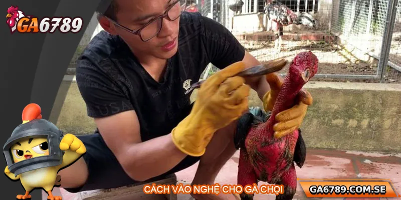 Cách Vào Nghệ Cho Gà Chọi Đúng Chuẩn Giúp Gà Sung Sức 2 Cách Vào Nghệ Cho Gà Chọi Đúng Chuẩn Giúp Gà Sung Sức