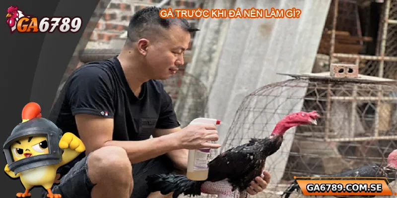 Gà Trước Khi Đá Nên Làm Gì Để Đá Sung Và Chiến Thắng? 3 Gà Trước Khi Đá Nên Làm Gì Để Đá Sung Và Chiến Thắng?
