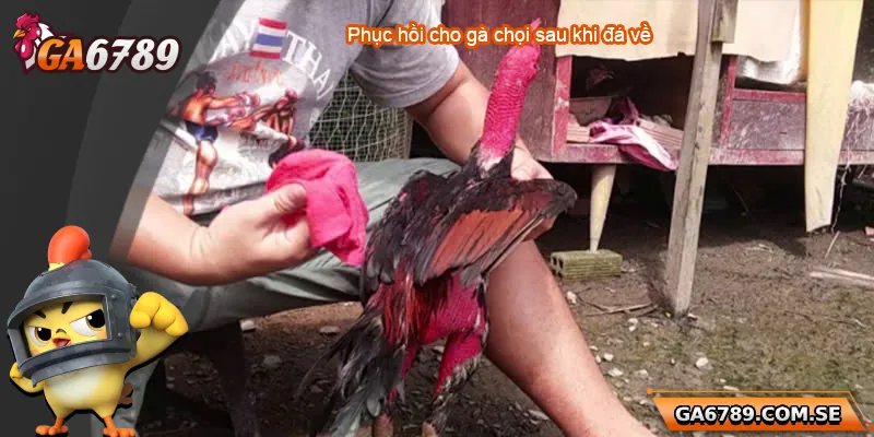 Hướng Dẫn Cách Phục Hồi Gà Chọi Sau Khi Đá Về Hiệu Quả Nhất 4 Hướng Dẫn Cách Phục Hồi Gà Chọi Sau Khi Đá Về Hiệu Quả Nhất